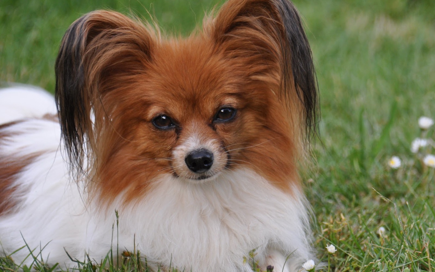 Папильон отдыхает в траве