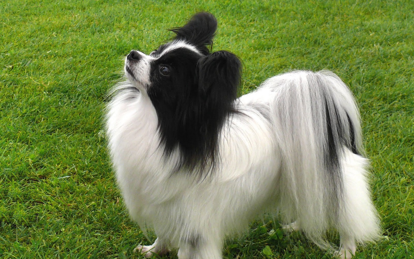 Папильон смотрит вверх