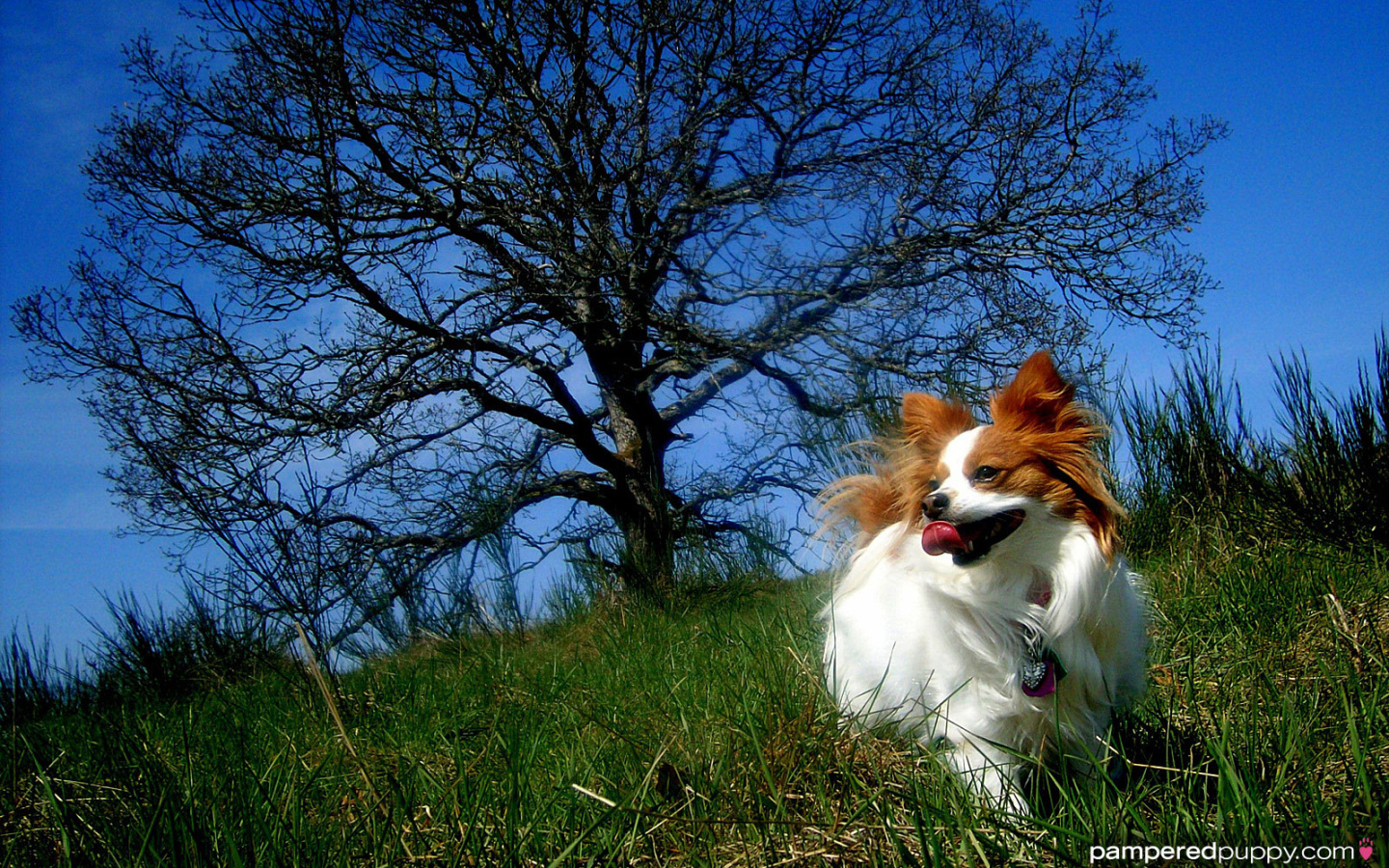 Папильон играет у дерева