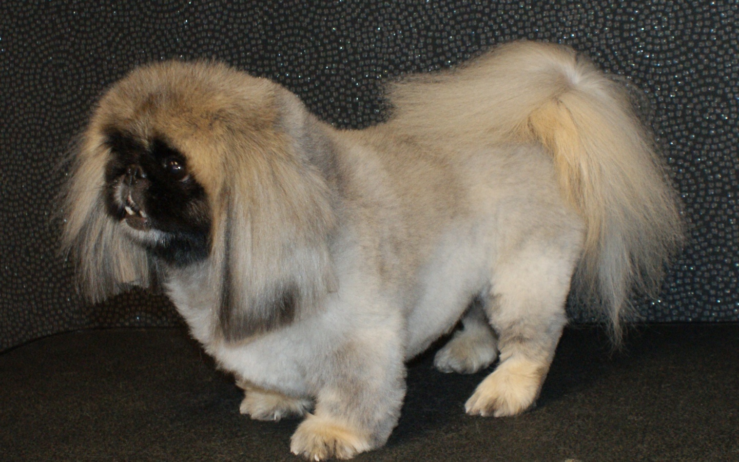 Собака пекинес на черном фоне