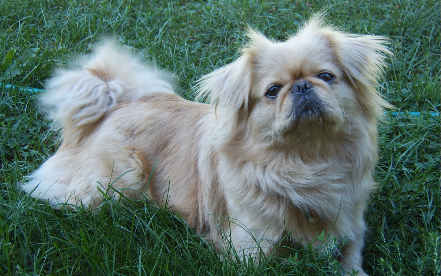 Пекинес лежит на траве