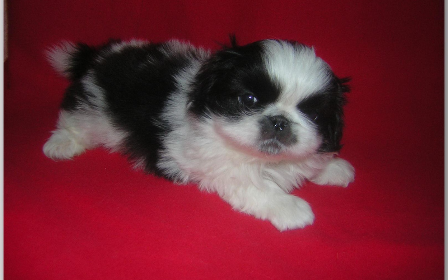 Щенок пекинеса на красном фоне