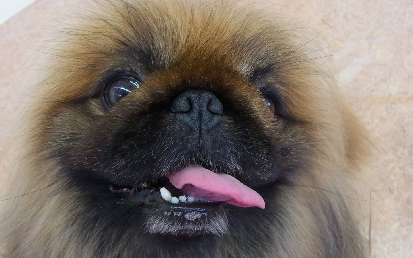 Пекинес показывает зубы