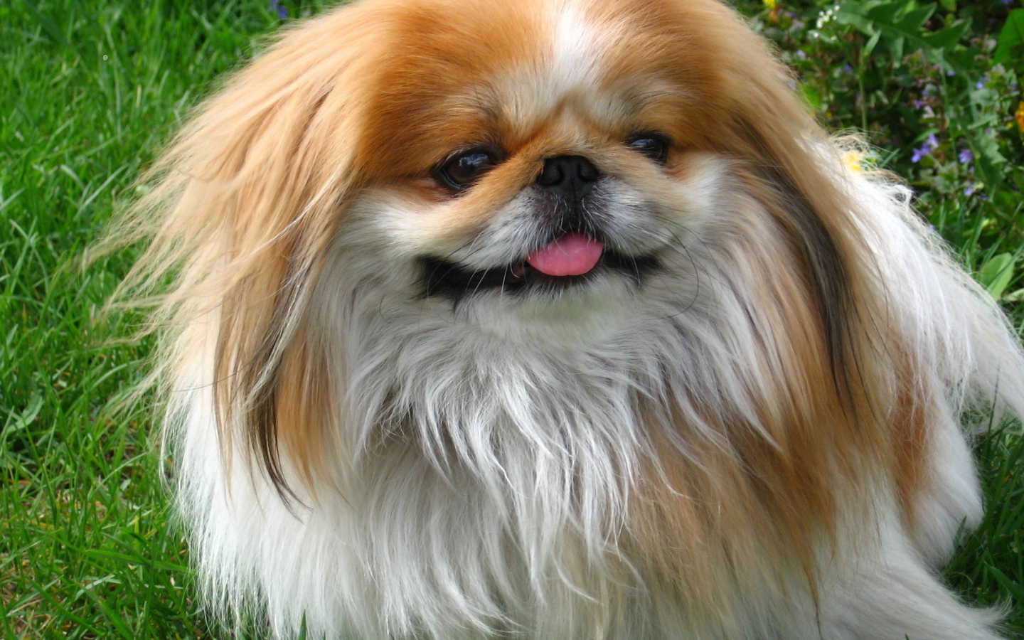 Улыбающийся пекинес на природе
