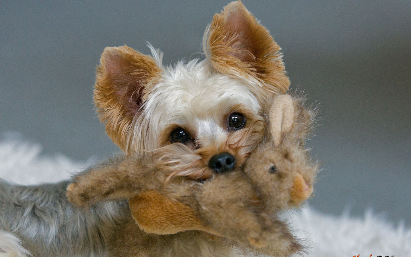 Пекинес с игрушкой