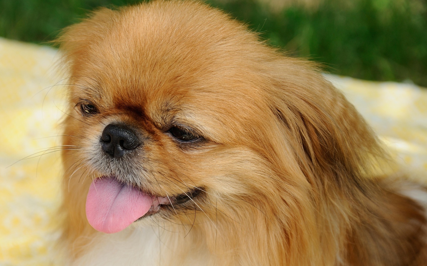Пекинес с розовым языком