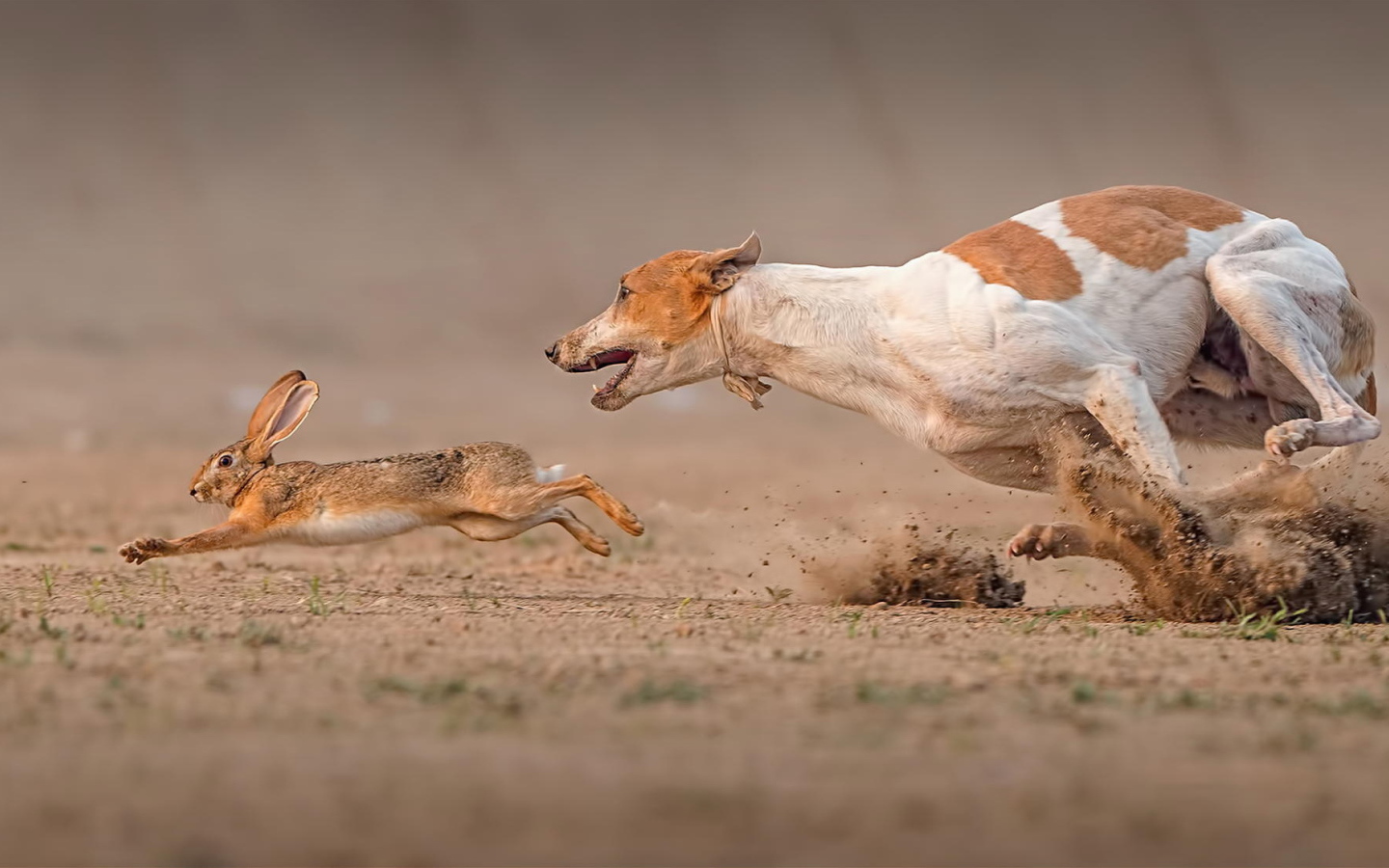 Фараонова собака догоняет зайца