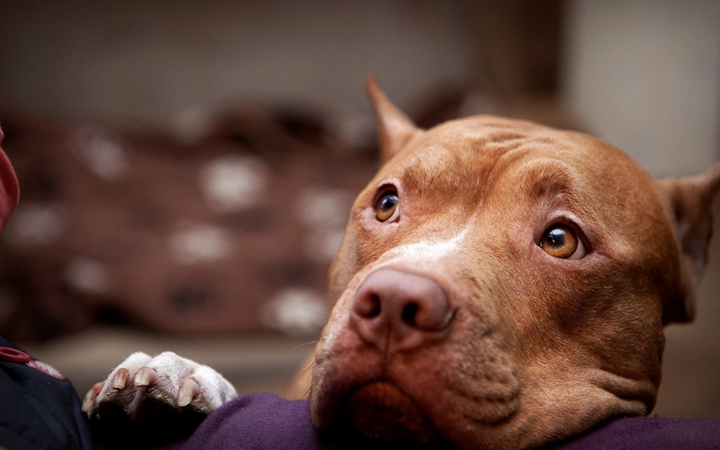 Питбуль смотрит на хозяина