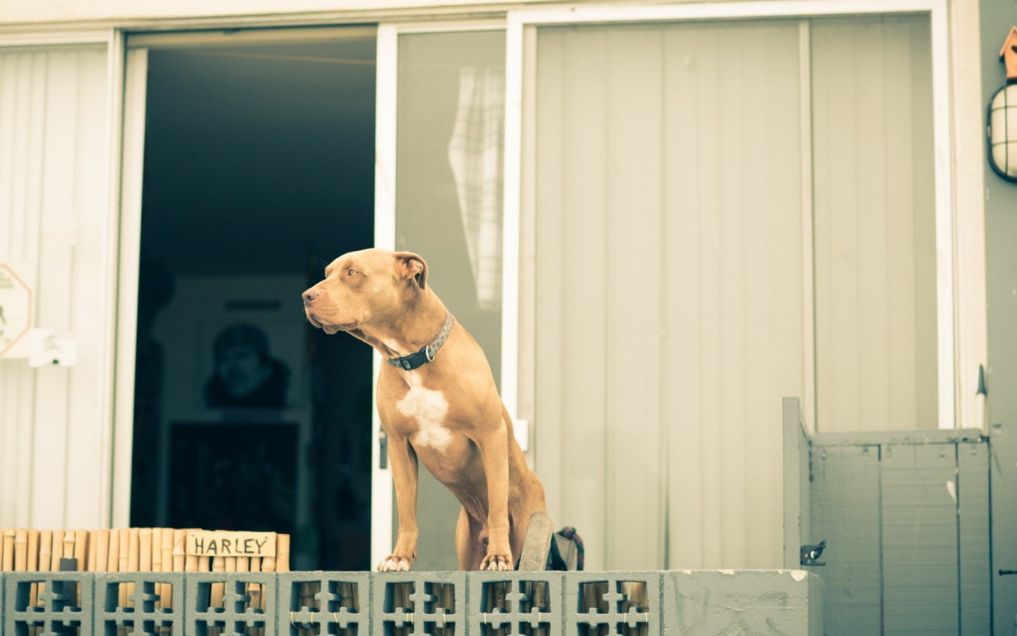 Питбуль охраняет дом