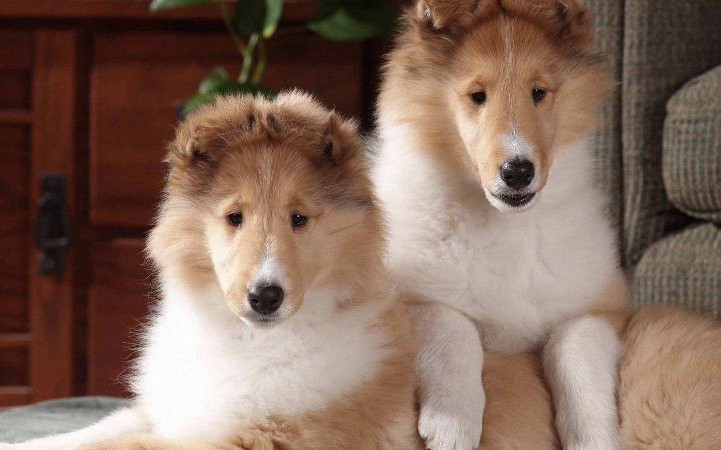 Игривые щенки колли