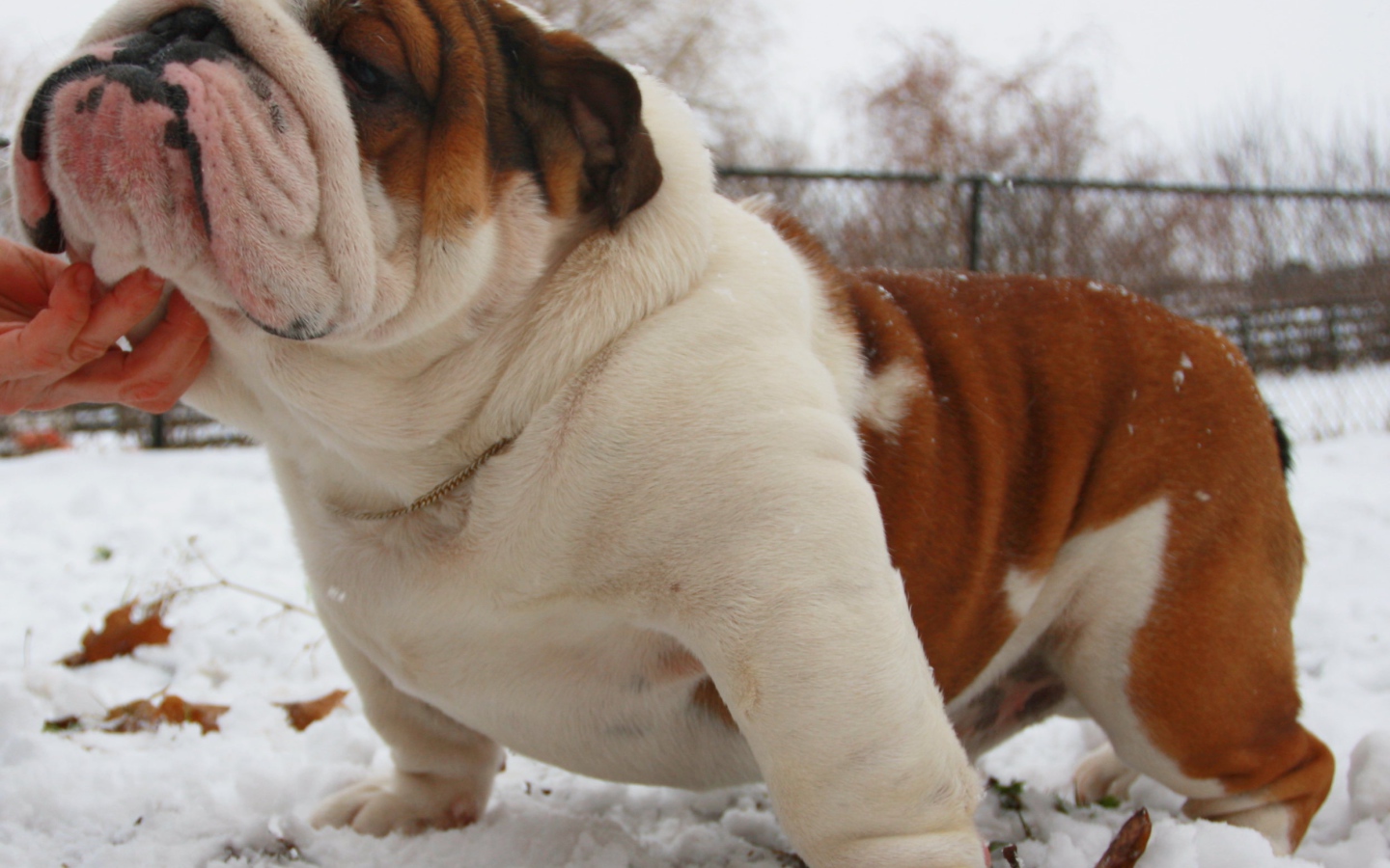 Довольный английский бульдог