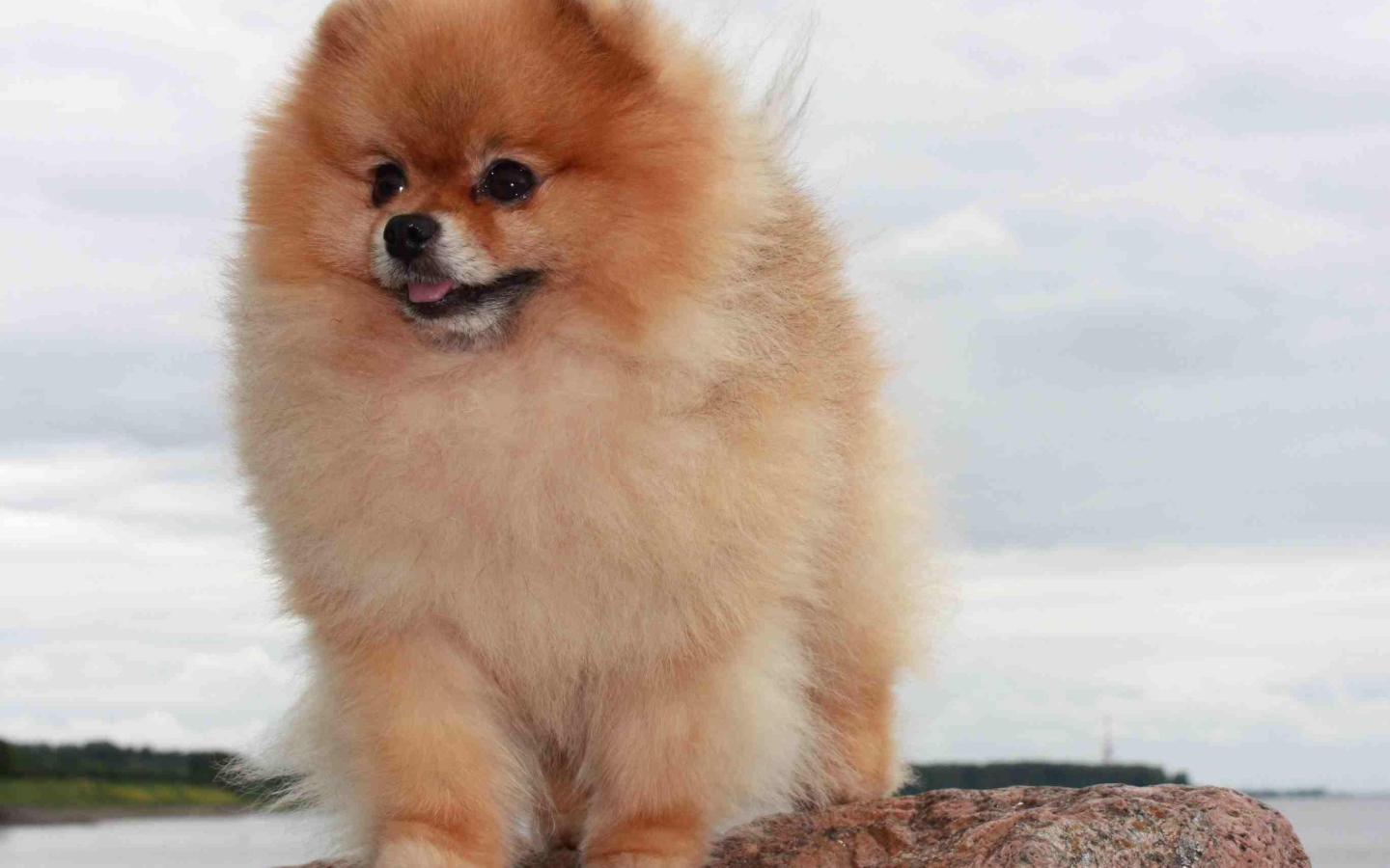 Померанский шпиц на камне