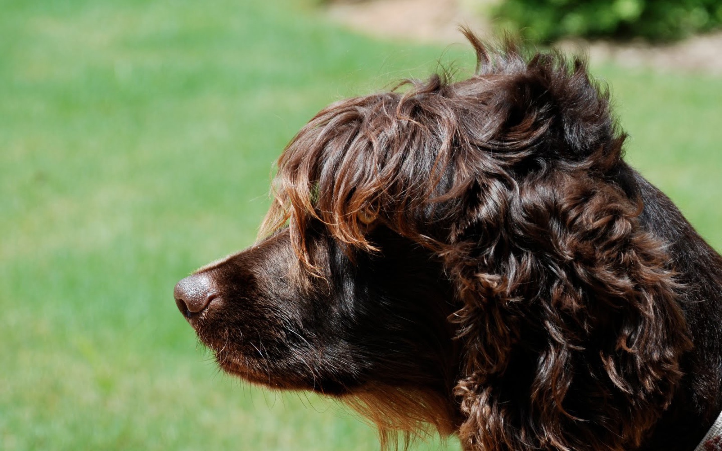 Пудель на фоне травы