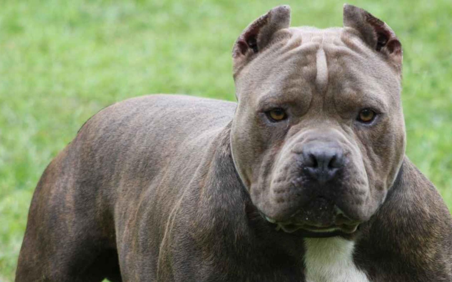 Мощный пес питбуль