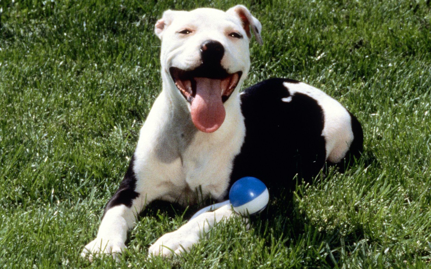 Довольная собака питбуль