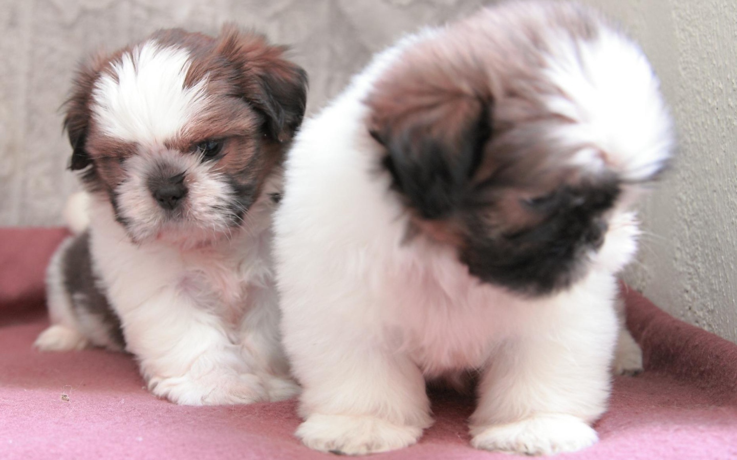 Щенки собаки шитцу