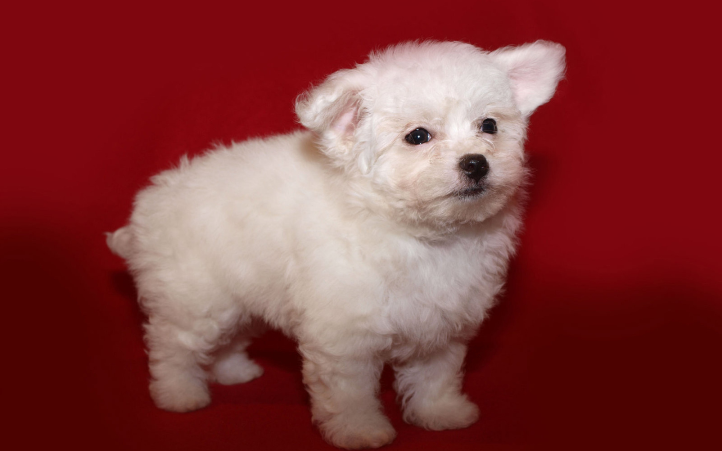 Щенок итальянской болонки