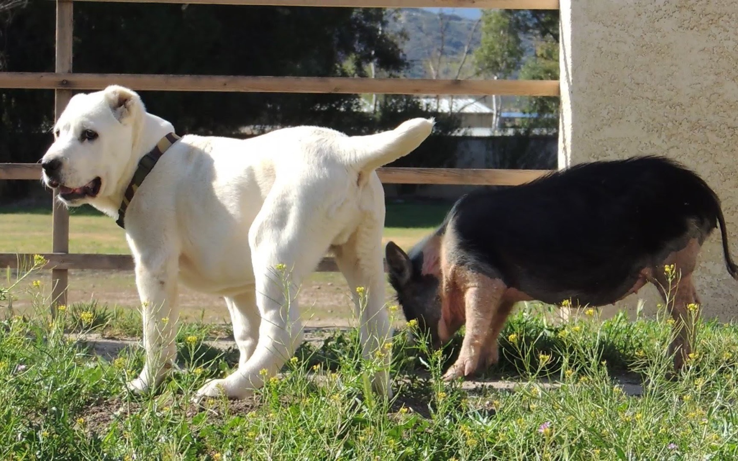 Щенок алабая у забора