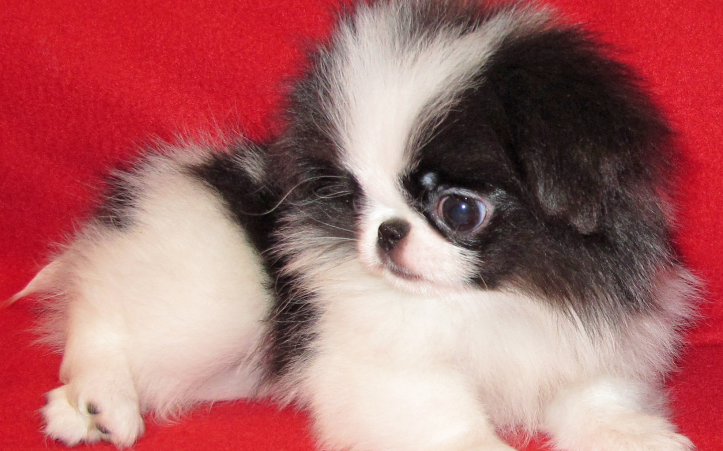 Щенок собаки японский хин