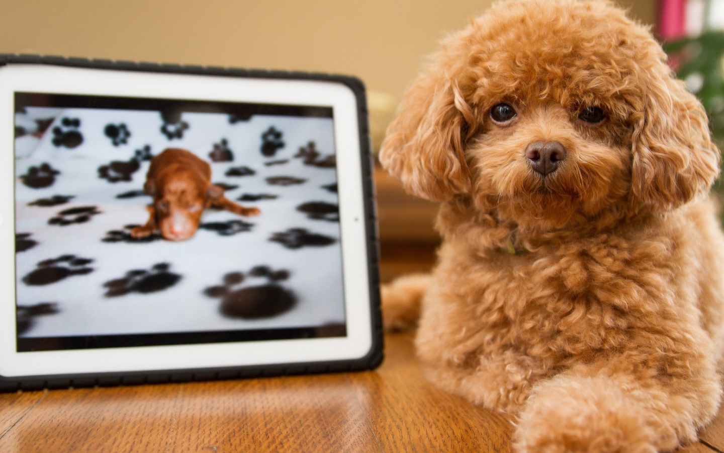 Pыжый щенок с картиной