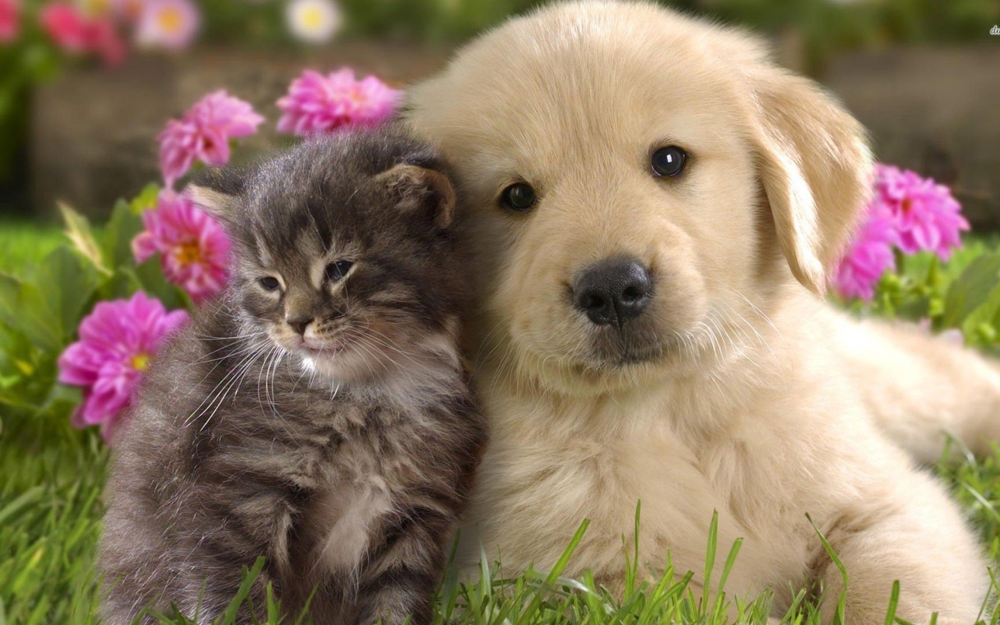 Щенок ретривера с котенком