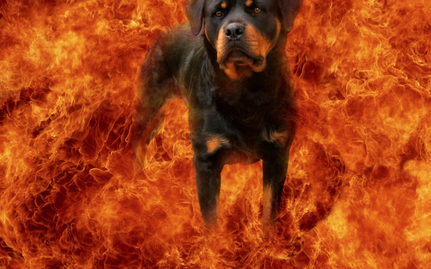 Ротвейлер в огне