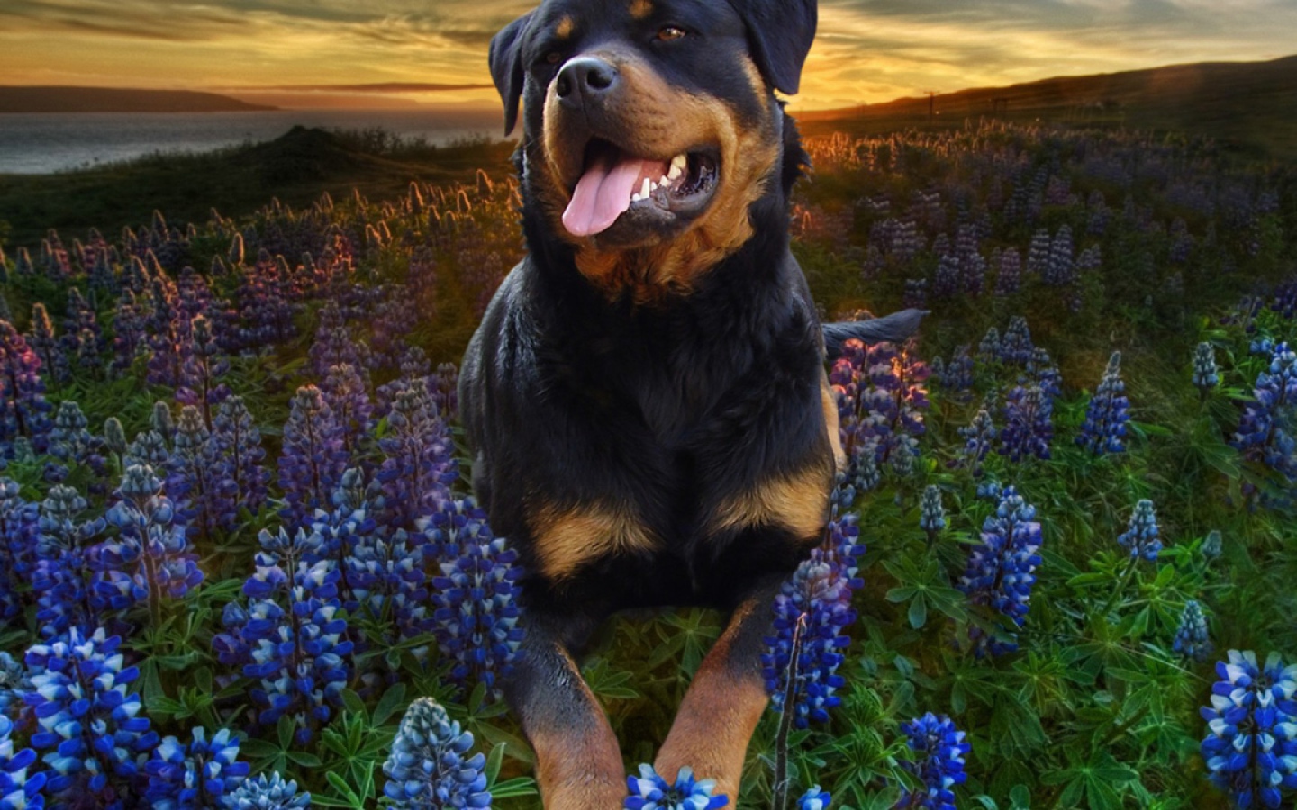 Ротвейлер в цветах