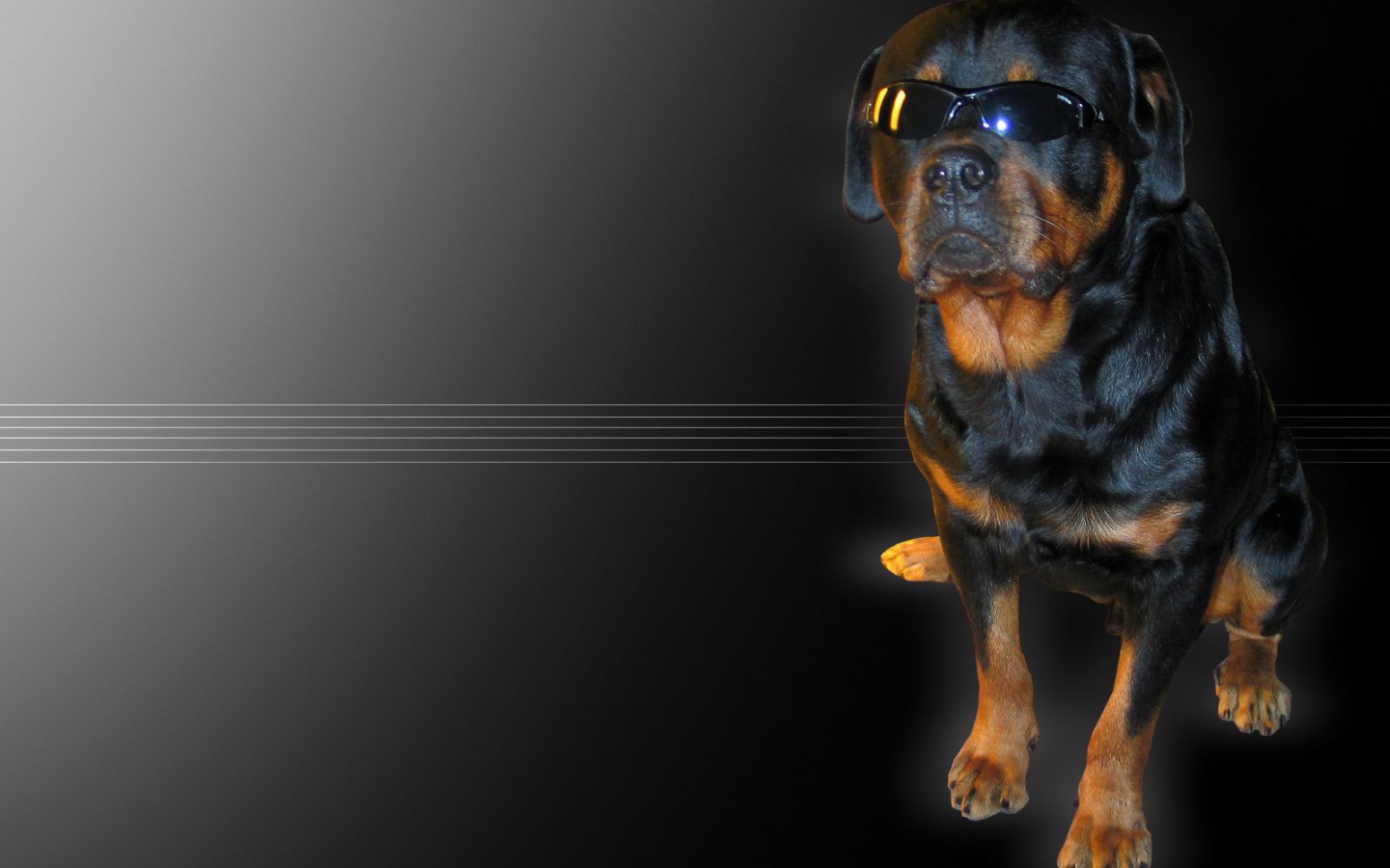 Ротвейлер в очках