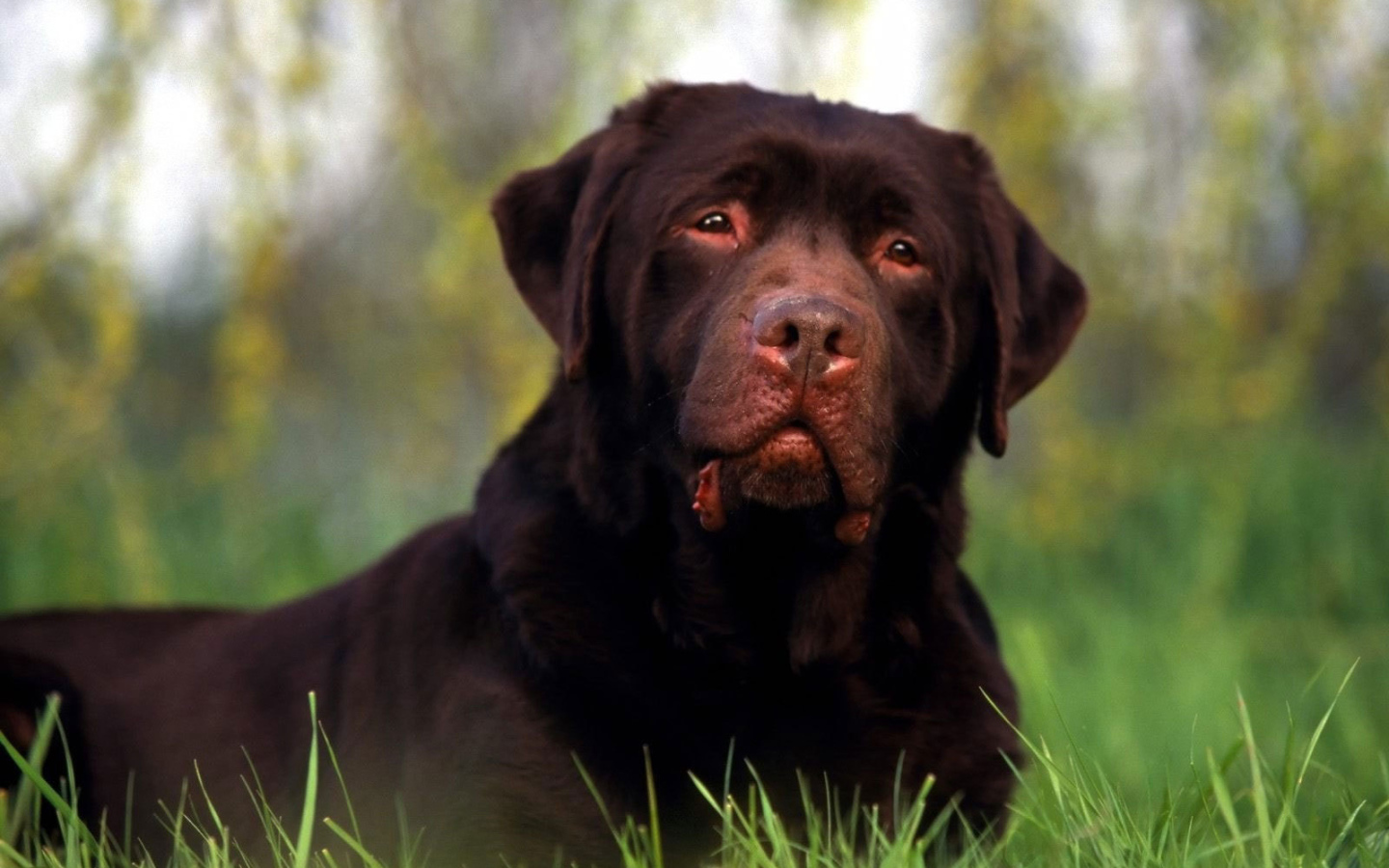 Ротвейлер лежит на поляне