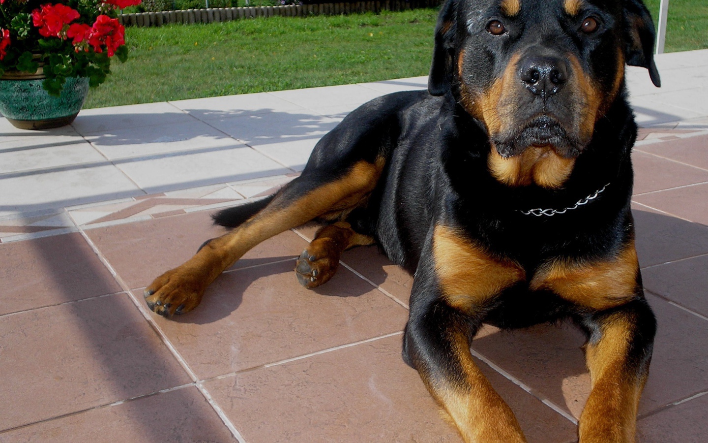 Ротвейлер лежит на крыльце