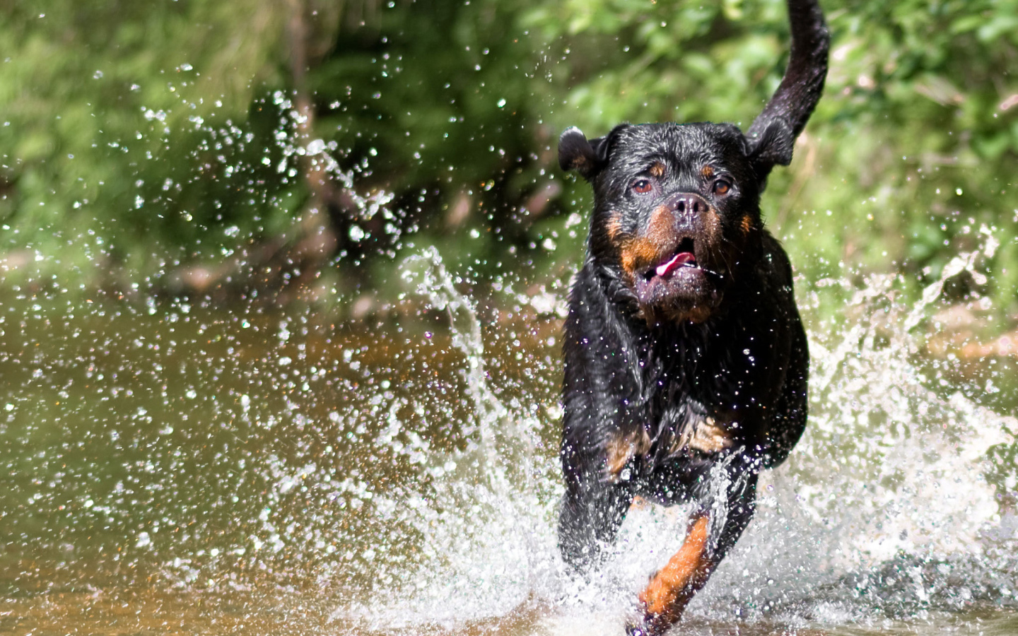 Ротвейлер бежит по воде