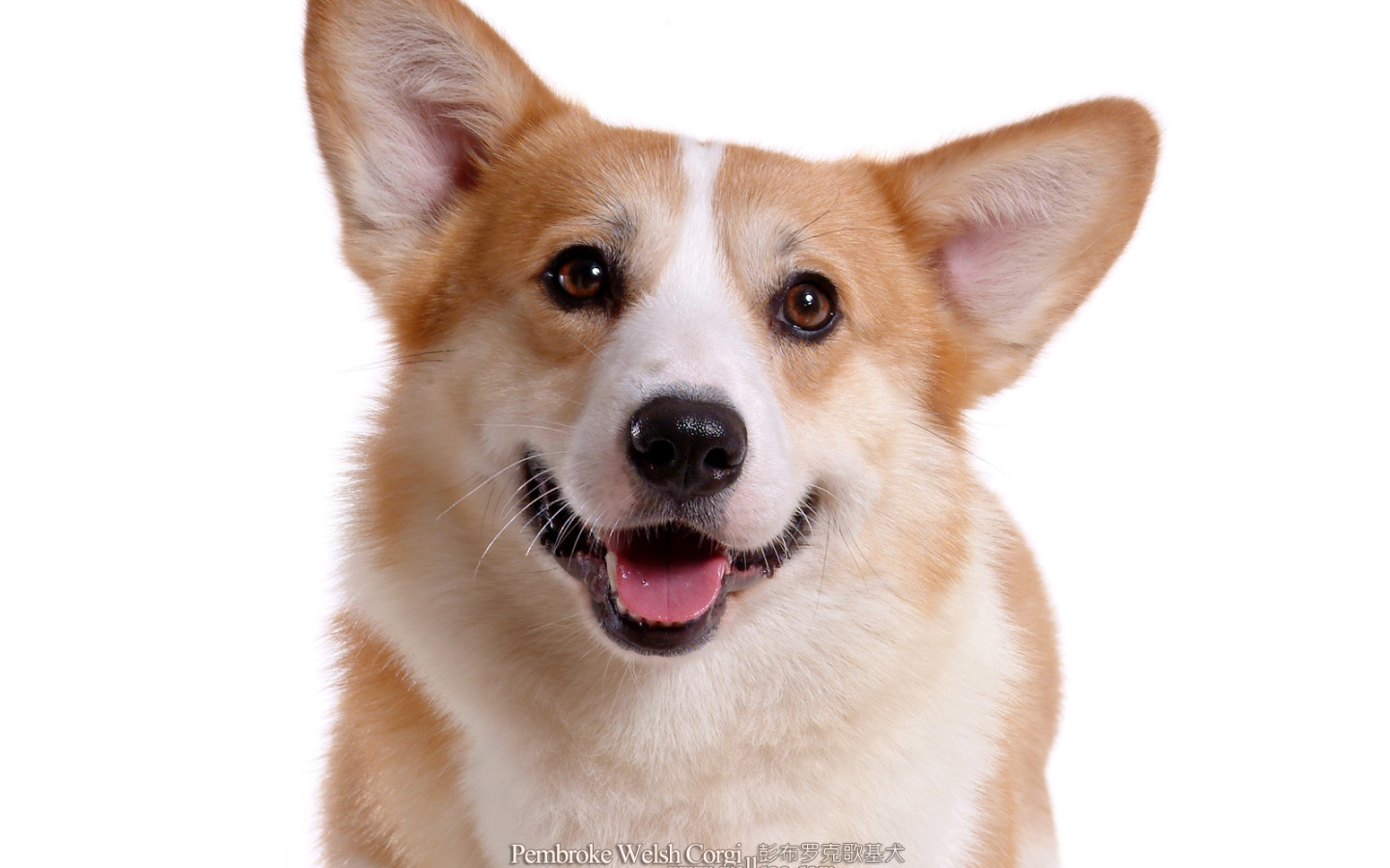 Королевский пес вельш-корги