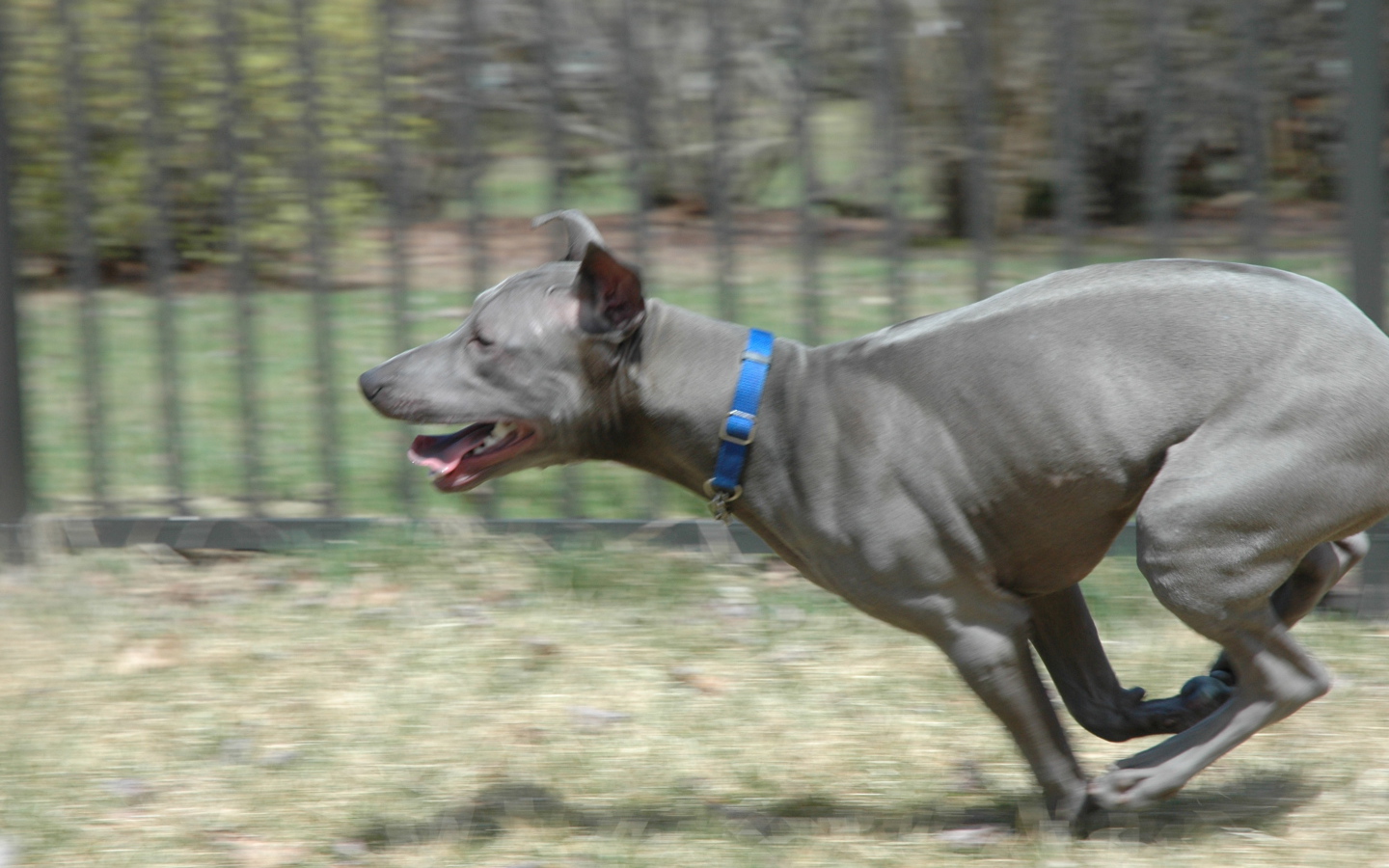 Бег тайского риджбека