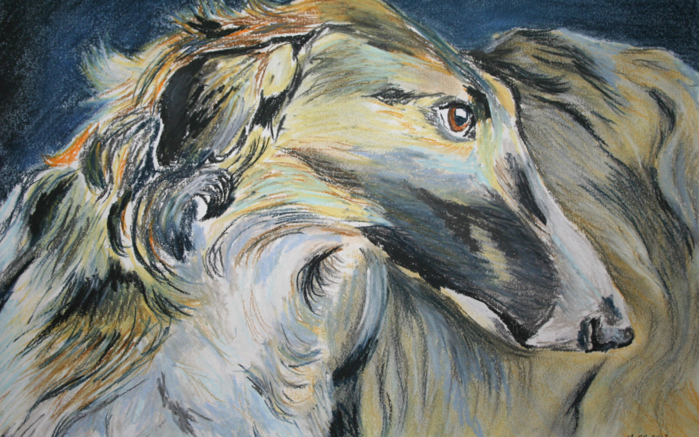 Русская борзая на рисунке