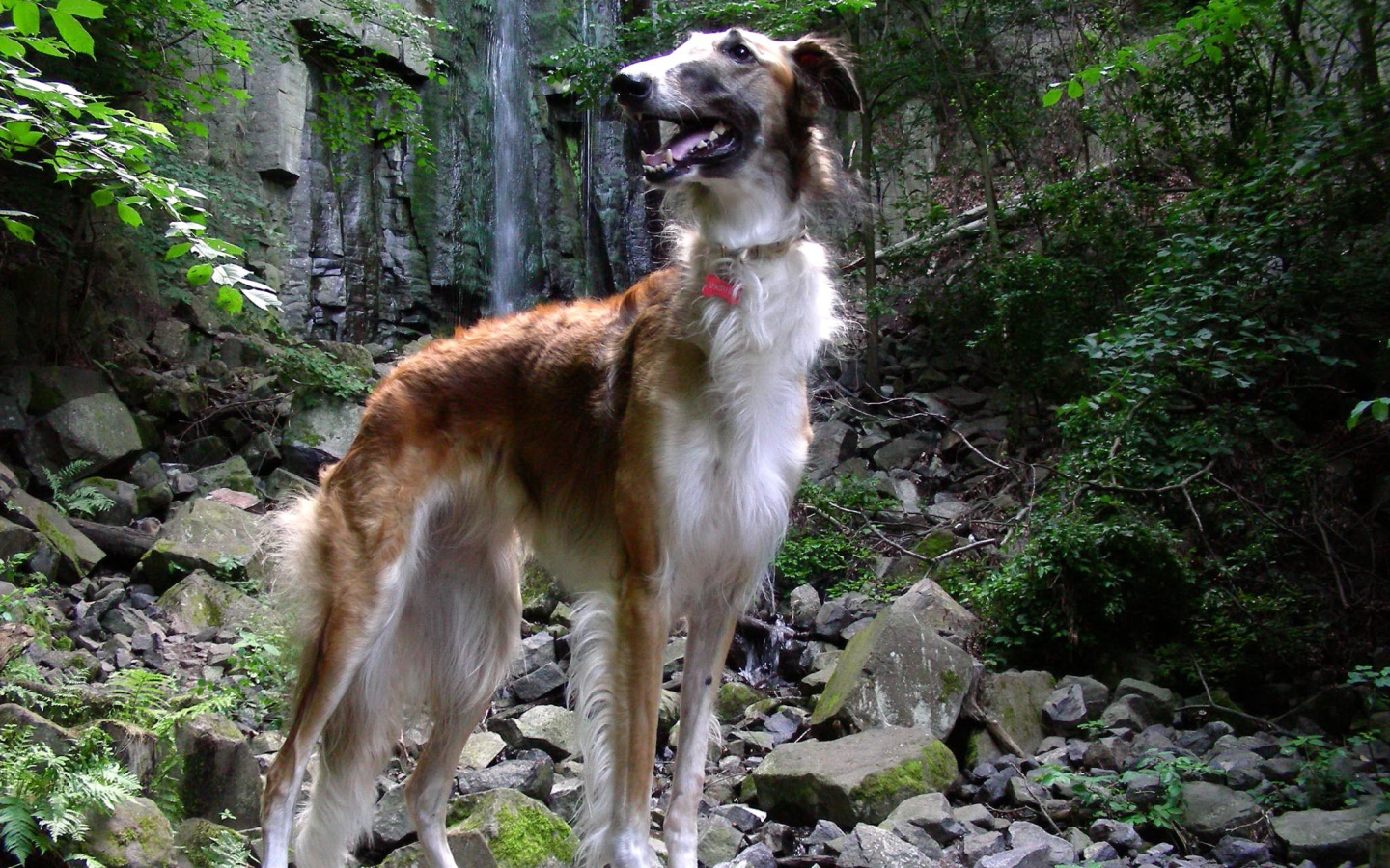 Русская борзая в лесу