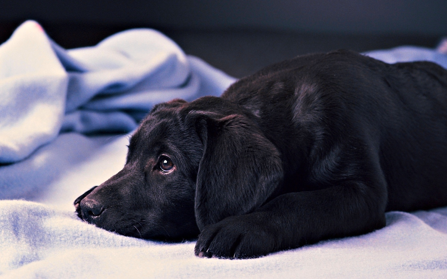 Грустный черный лабрадор