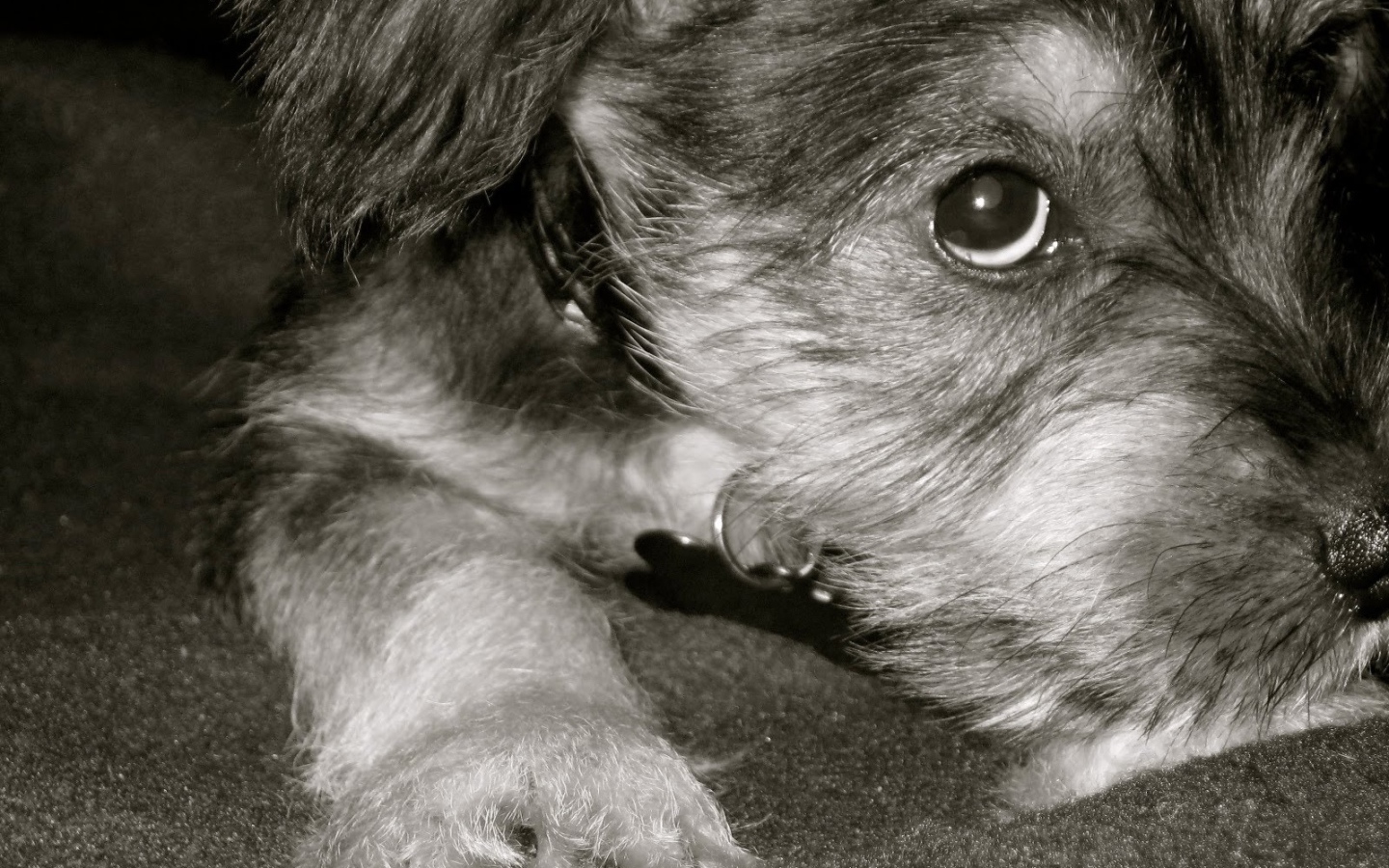 Грустная собака шнауцер