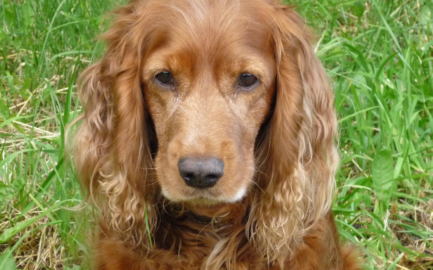 Грустный спаниель в траве