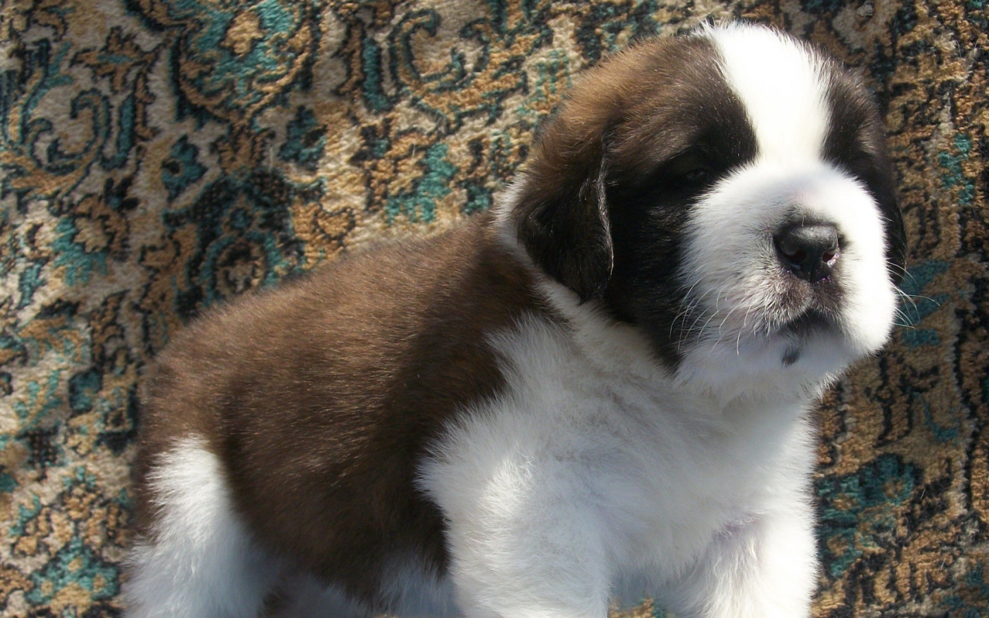 Щенок сенбернара на фоне ковра