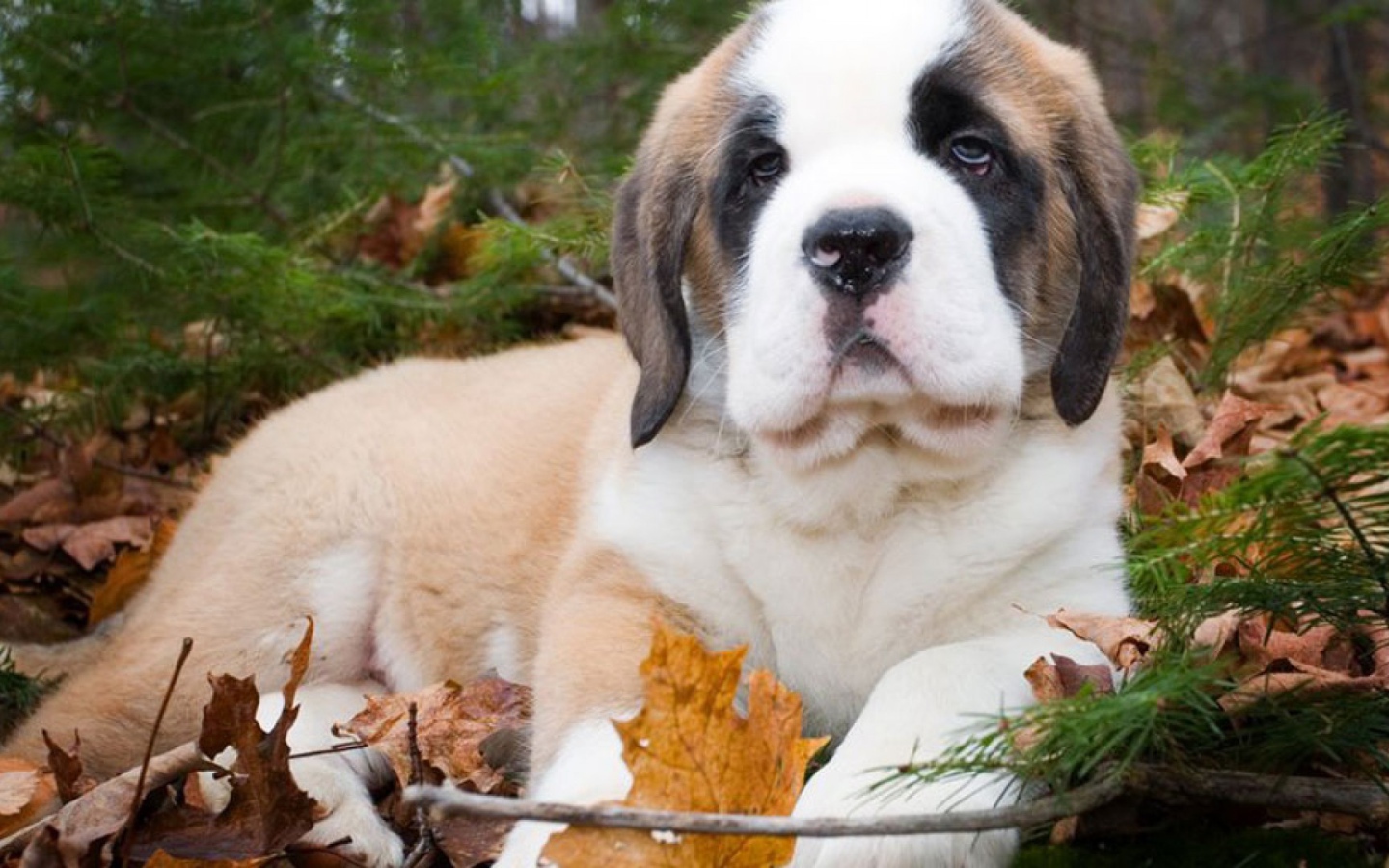 Щенок сенбернара в лесу