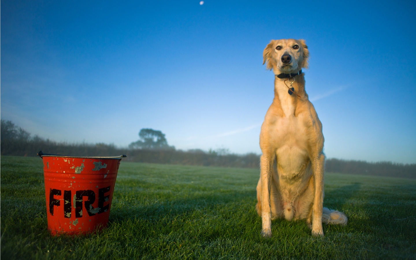 Собака салюки с пожарным ведром