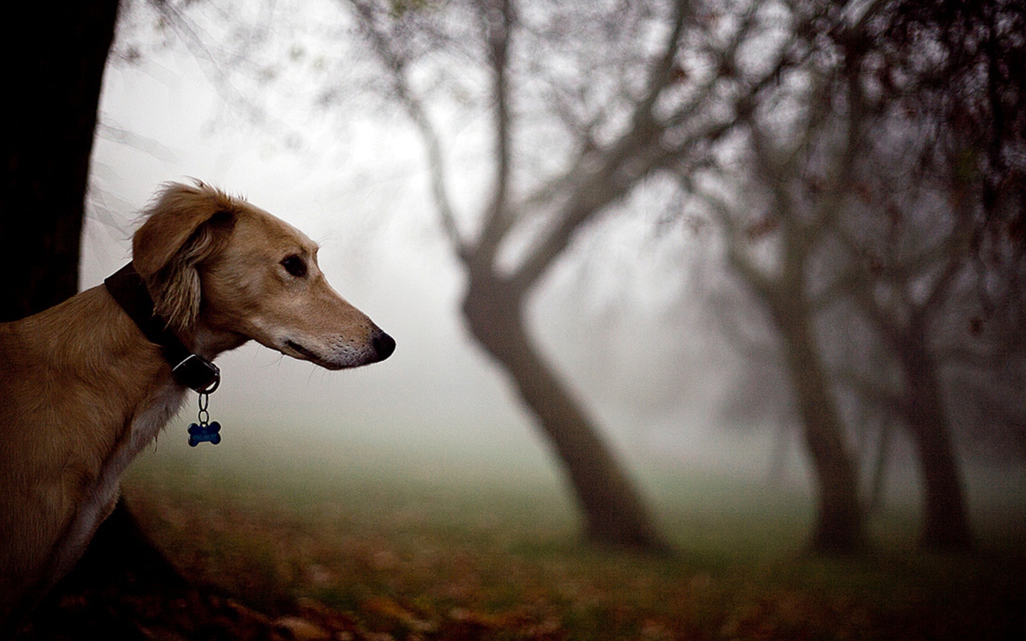 Салюки в лесу