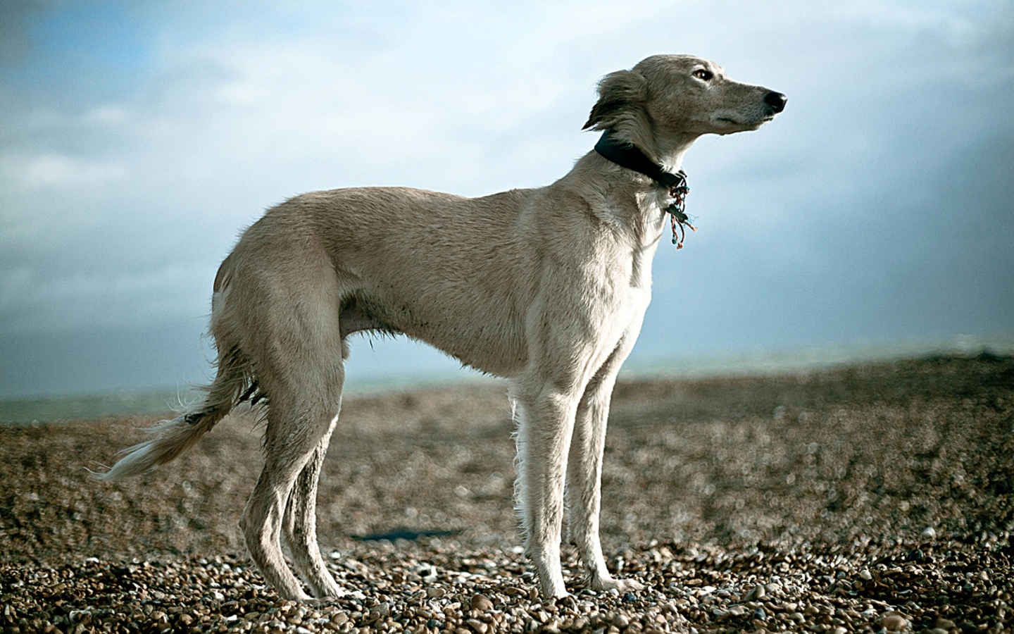 Салюки на гальке