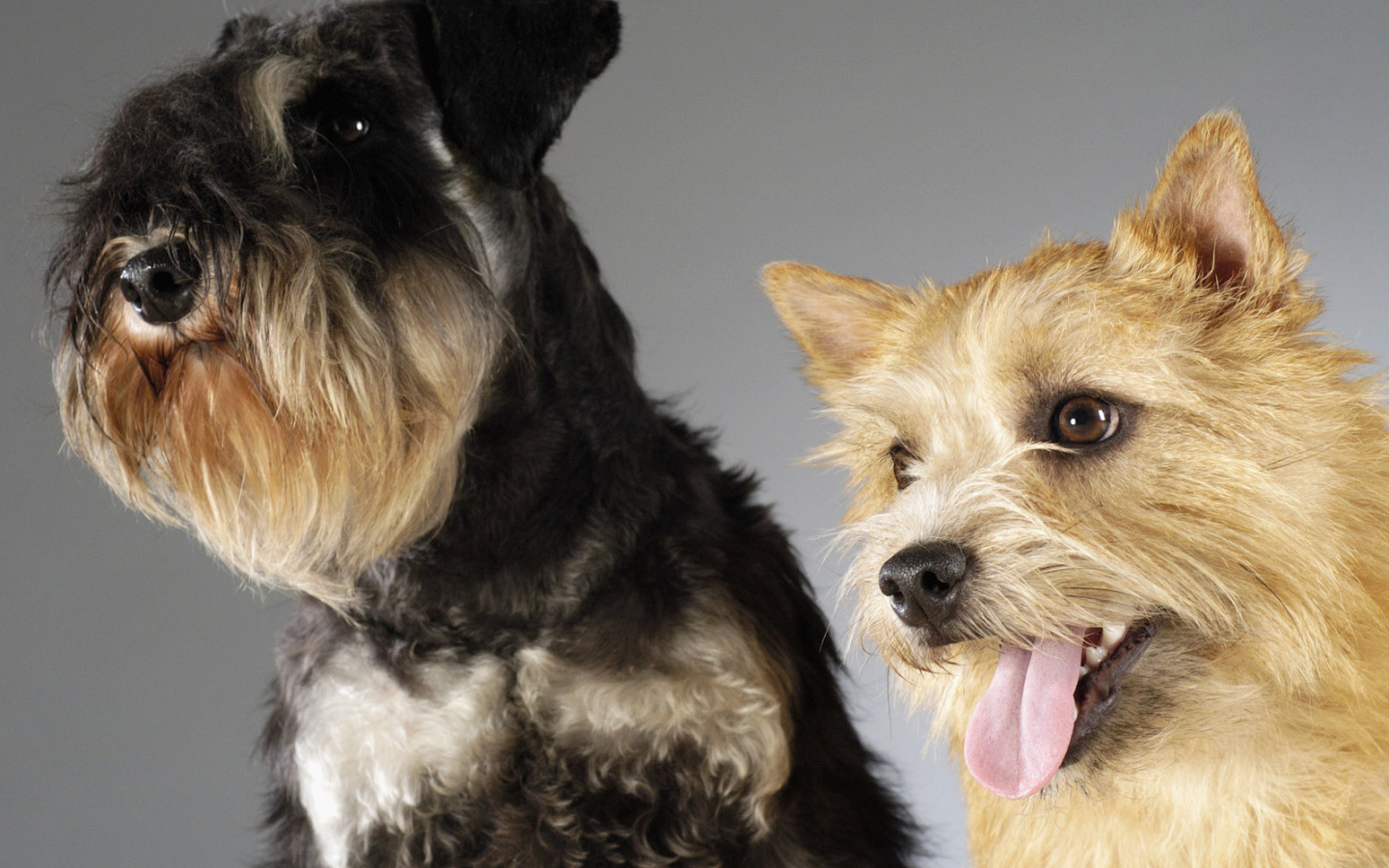 Шнауцер и терьер