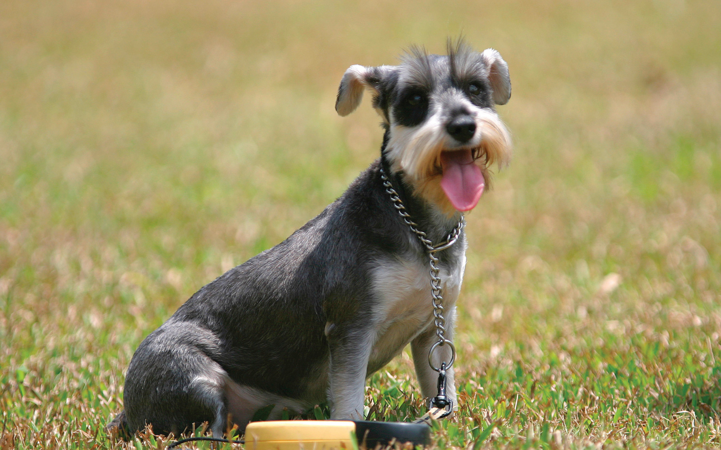 Собака шнауцер на поляне
