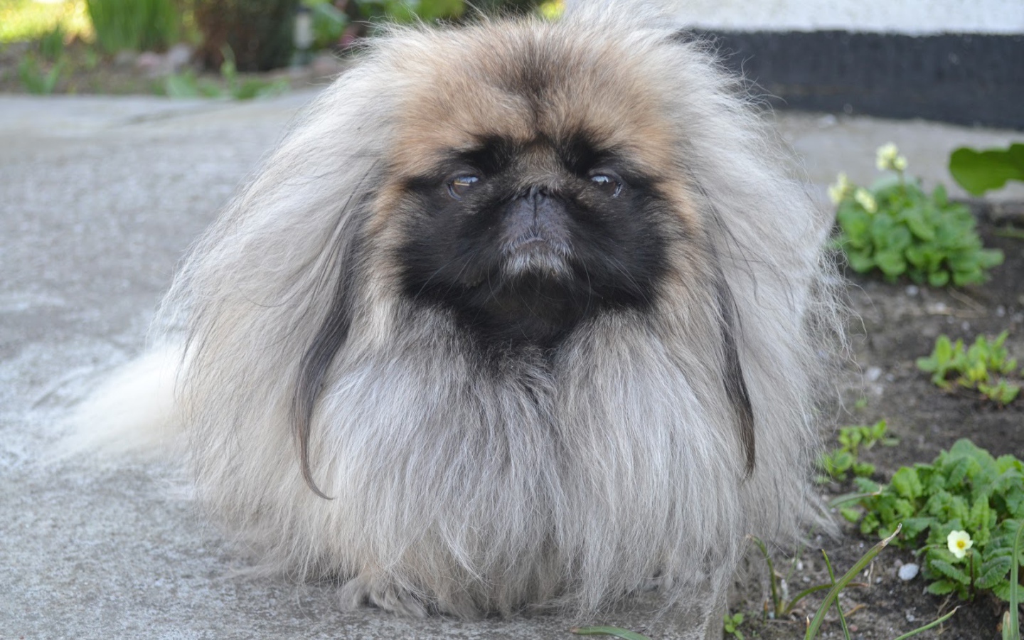 Лохматый пекинес на прогулке