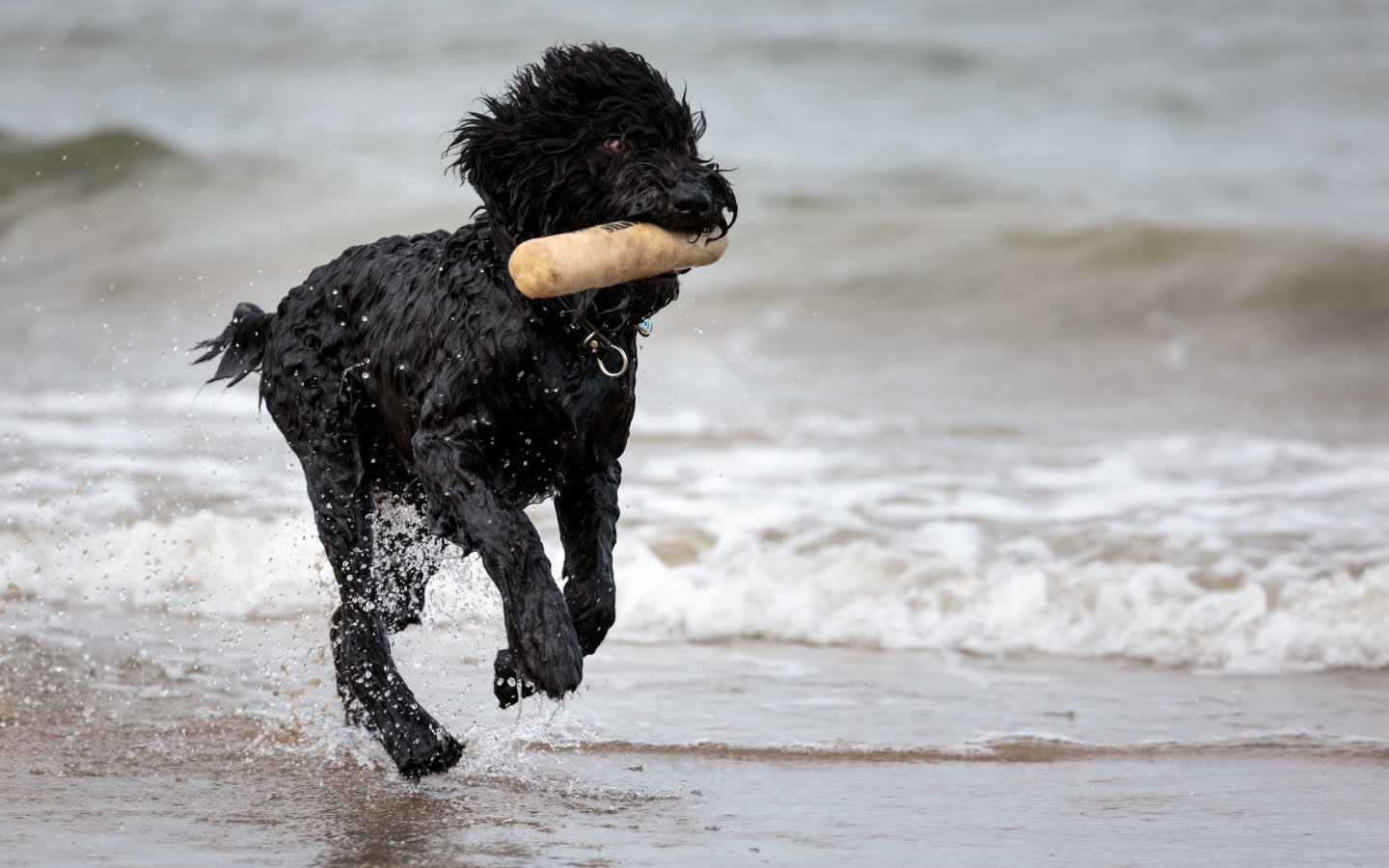 Лохматый барбет на пляже