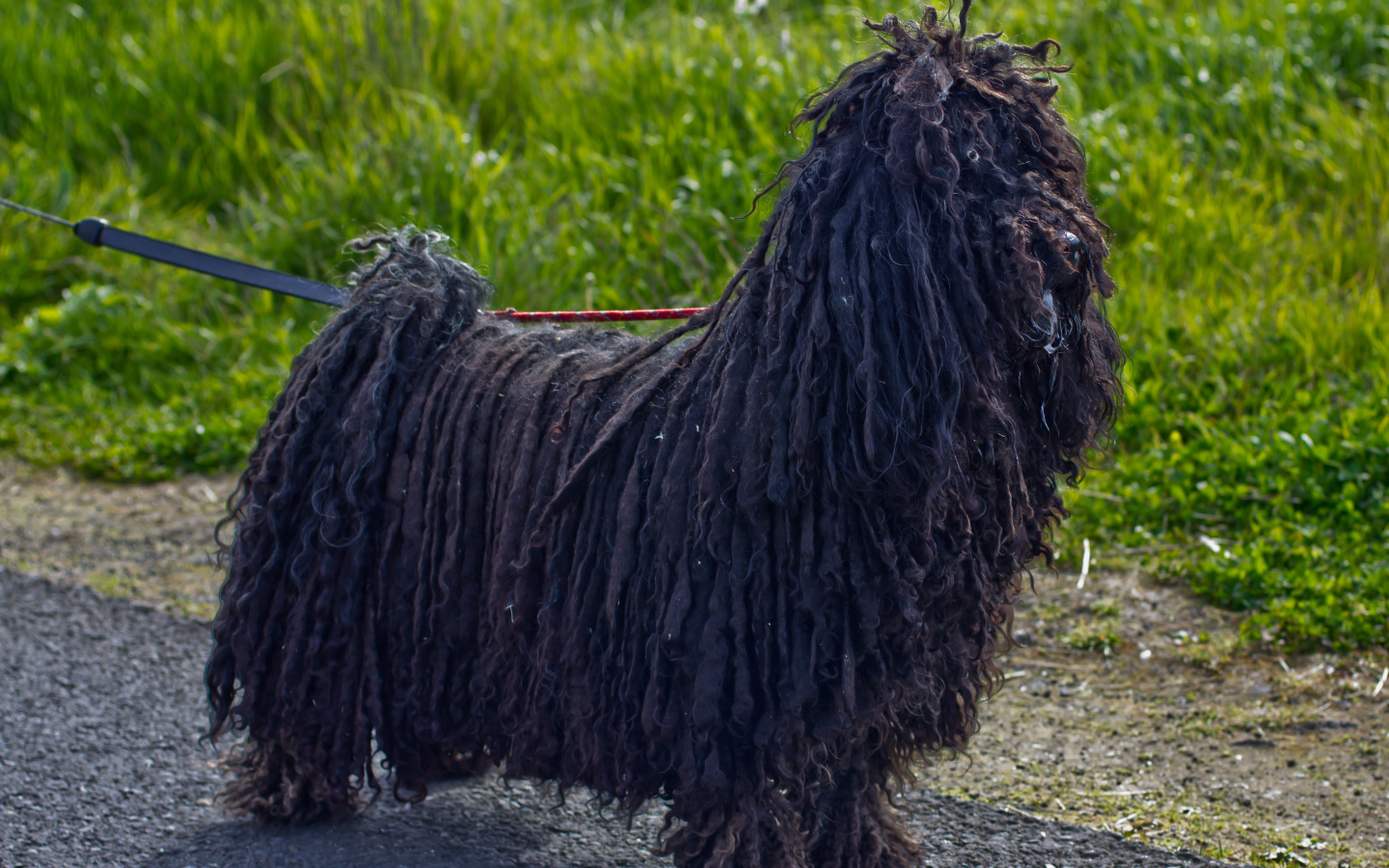 Лохматый черный комондор