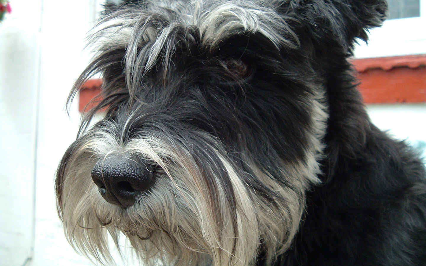 Лохматый пес шнауцер
