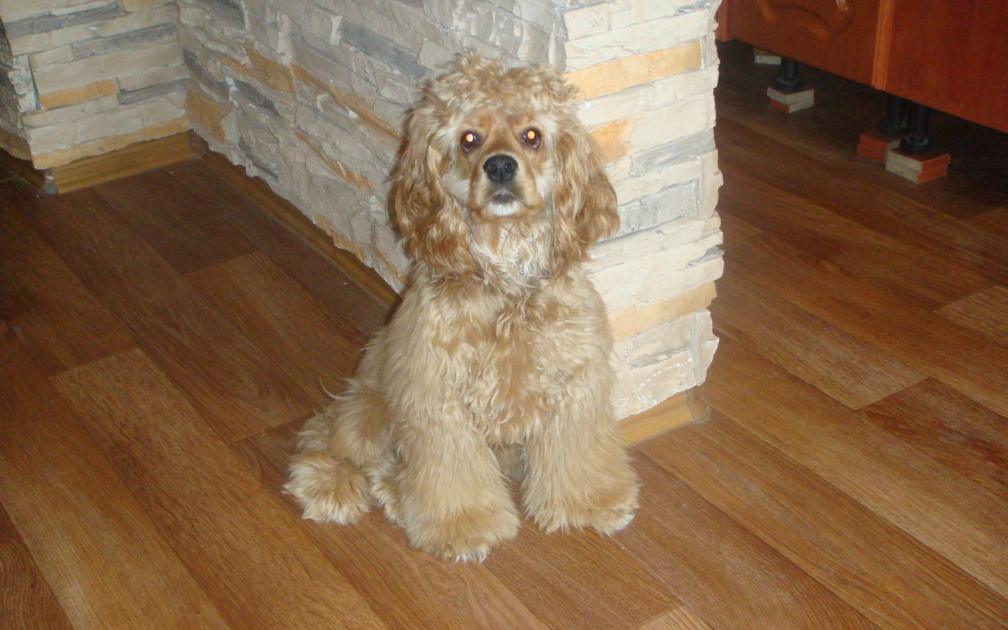 Лохматый спаниель в доме